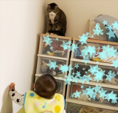 猫のすずめちゃん