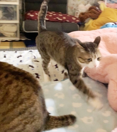 猫のすずめちゃん