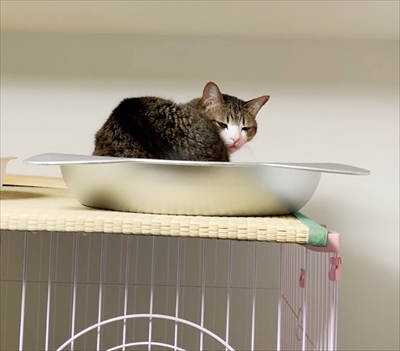 猫のすずめちゃん