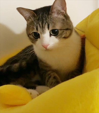 猫のすずめちゃん