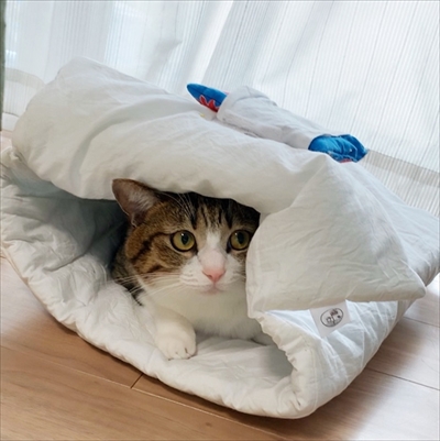 猫のすずめちゃん