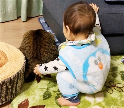 猫のすずめちゃん