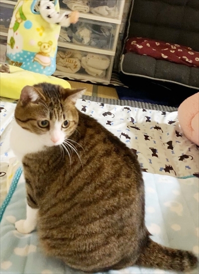 猫のすずめちゃん