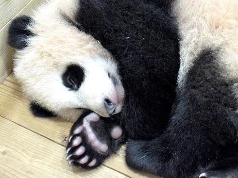 パンダ　パンダ沼