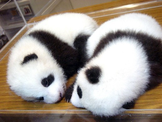 パンダ　パンダ沼