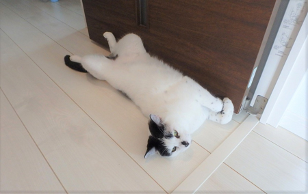 ドアストッパーヤタさん