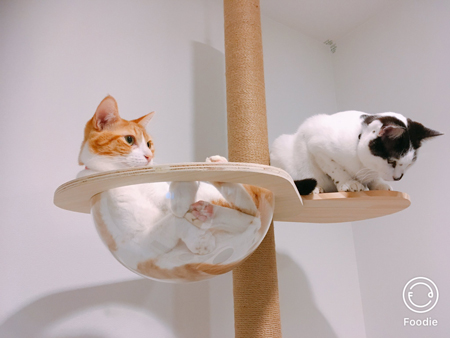 キャットタワーナギさんヤタさん