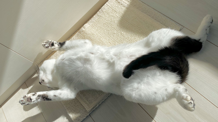 ヤタさんの干物