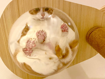 透明ボールの下からみたナギさん