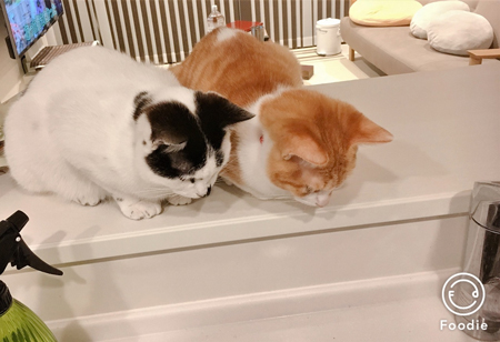 シンクをのぞき込む2匹