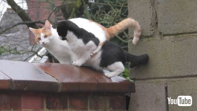 シンクロナイズドキャッツ