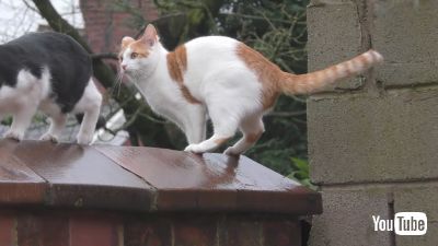 シンクロナイズドキャッツ