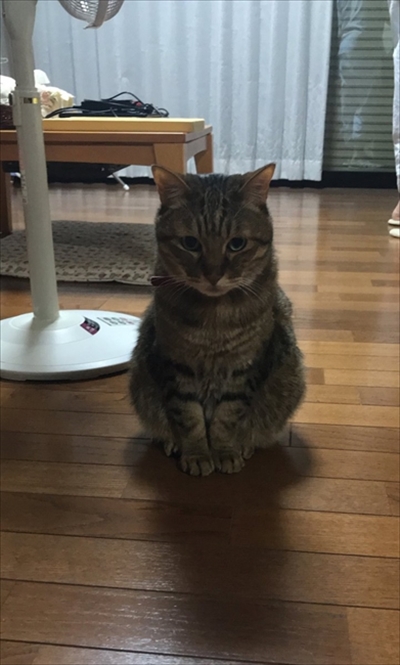 トラがうちにきた話