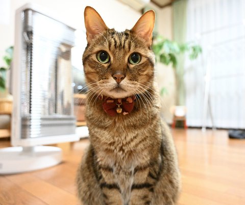 トラがうちにきた話