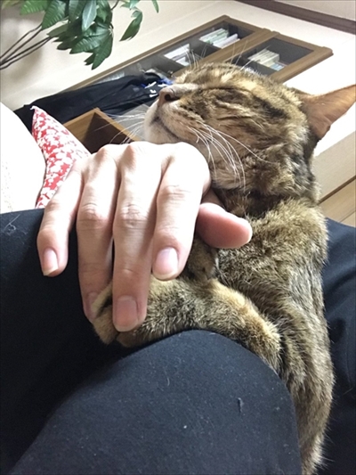 トラがうちにきた話