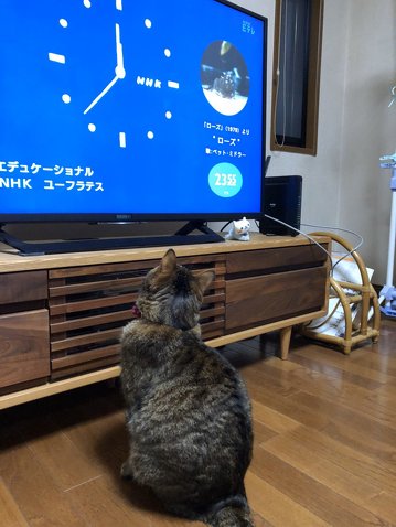 トラがうちにきた話