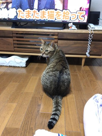 トラがうちにきた話