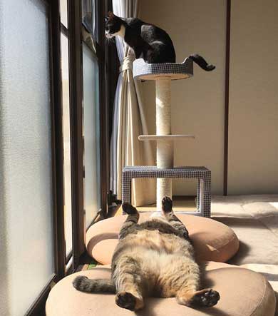 キジトラ 猫 こんぶ 無防備 寝相 寝姿 寝顔 お腹 あお向け 大胆 かわいい