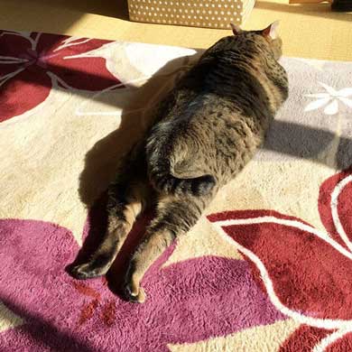 キジトラ 猫 こんぶ 無防備 寝相 寝姿 寝顔 お腹 あお向け 大胆 かわいい