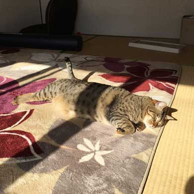 キジトラ 猫 こんぶ 無防備 寝相 寝姿 寝顔 お腹 あお向け 大胆 かわいい