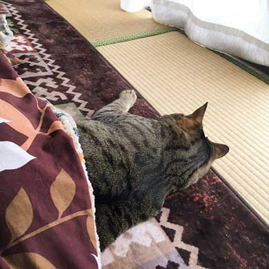 キジトラ 猫 こんぶ 無防備 寝相 寝姿 寝顔 お腹 あお向け 大胆 かわいい