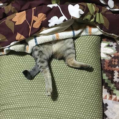 キジトラ 猫 こんぶ 無防備 寝相 寝姿 寝顔 お腹 あお向け 大胆 かわいい