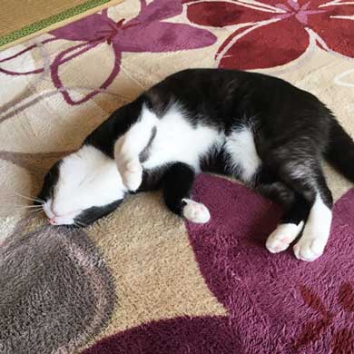 キジトラ 猫 こんぶ 無防備 寝相 寝姿 寝顔 お腹 あお向け 大胆 かわいい