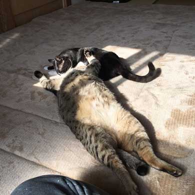 キジトラ 猫 こんぶ 無防備 寝相 寝姿 寝顔 お腹 あお向け 大胆 かわいい