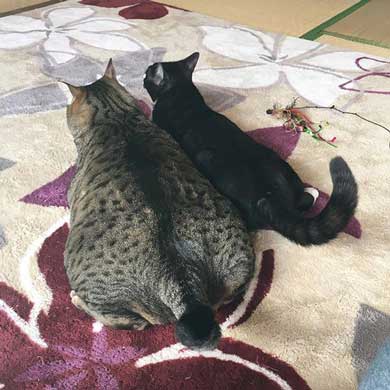 キジトラ 猫 こんぶ 無防備 寝相 寝姿 寝顔 お腹 あお向け 大胆 かわいい