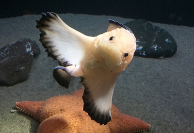 オトヒメコンニャクウオ