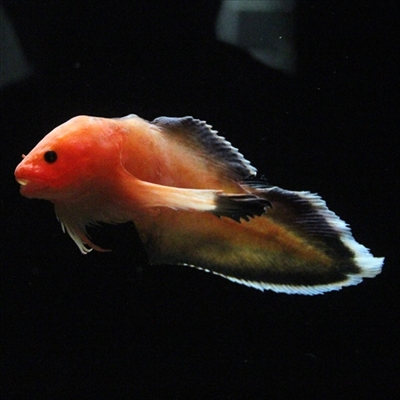 オトヒメコンニャクウオ