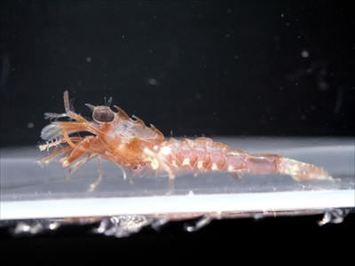 オトヒメコンニャクウオ