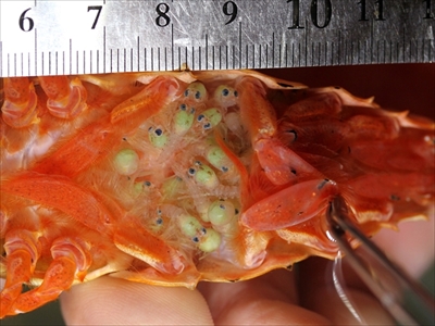 オトヒメコンニャクウオ