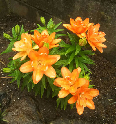 タイニーダブルユー