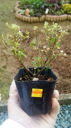 ユーフォルビア