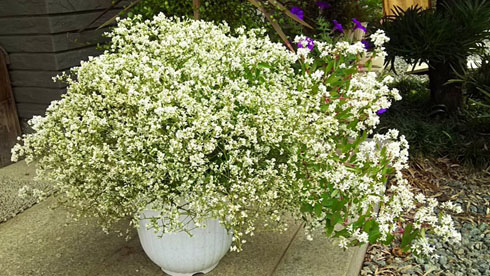 ユーフォルビア