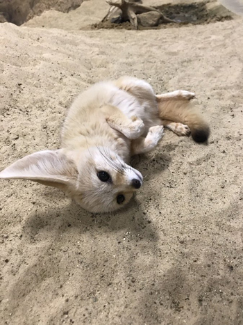 お腹を見せるマルクルさん