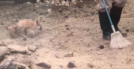 穴を掘るマルクルさん