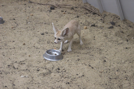 ご飯を食べようとするフェネック