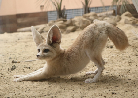 のびるフェネック