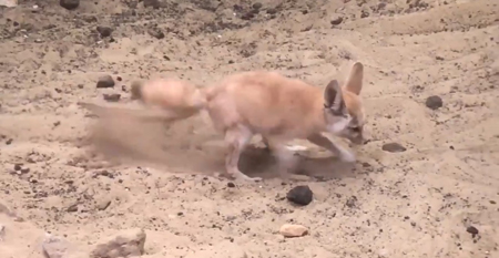 穴を掘るマルクルさんアップ