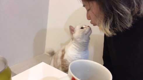猫 キス 飼い主 ヌッコ ソフト キッス かわいい おてて 前足 添えて