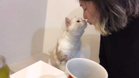 猫 キス 飼い主 ヌッコ ソフト キッス かわいい おてて 前足 添えて