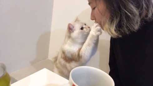 猫 キス 飼い主 ヌッコ ソフト キッス かわいい おてて 前足 添えて