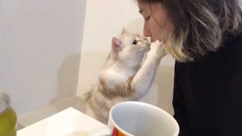 猫 キス 飼い主 ヌッコ ソフト キッス かわいい おてて 前足 添えて