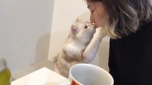 猫 キス 飼い主 ヌッコ ソフト キッス かわいい おてて 前足 添えて