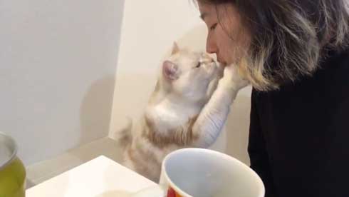 猫 キス 飼い主 ヌッコ ソフト キッス かわいい おてて 前足 添えて