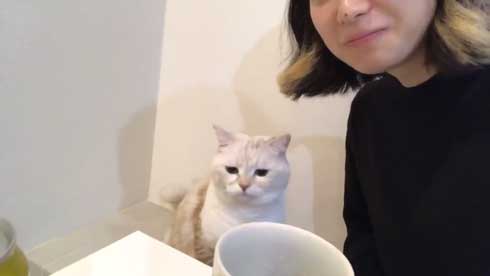 猫 キス 飼い主 ヌッコ ソフト キッス かわいい おてて 前足 添えて