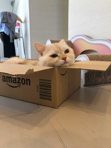 猫 キス 飼い主 ヌッコ ソフト キッス かわいい おてて 前足 添えて