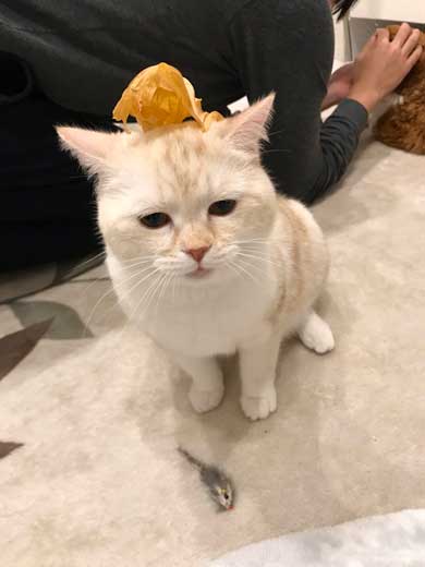 猫 キス 飼い主 ヌッコ ソフト キッス かわいい おてて 前足 添えて